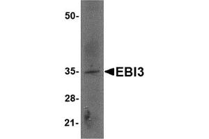 Western Blotting (WB) image for anti-Interleukin-27 subunit beta (IL-27b) (Middle Region) antibody (ABIN1030921) (EBI3 antibody  (Middle Region))