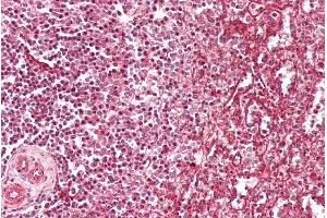 ABIN5539737 (2. (IFITM3 antibody  (Internal Region))