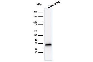 Western Blot Analysis of COLO38 cell lysate using MART-1 Mouse Recombinant Monoclonal Antibody (rMLANA/788). (Recombinant MLANA antibody)