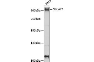 Western blot analysis of extracts of HeLa cells, using NBE antibody (ABIN7268862) at 1:1000 dilution. (NBEAL2 antibody  (AA 1800-2100))