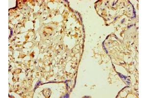 Immunohistochemistry of paraffin-embedded human placenta tissue using ABIN7160343 at dilution of 1:100 (MINPP1 antibody  (AA 31-487))