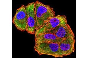 Immunofluorescence analysis of Hela cells using MET mouse mAb (green). (c-MET antibody  (AA 743-932))