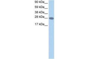 Western Blotting (WB) image for anti-Transcription Elongation Factor A2 (TCEA2) antibody (ABIN2460720) (TCEA2 antibody)