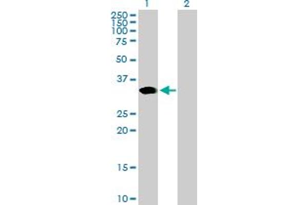 ARGFX antibody  (AA 1-315)
