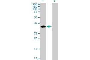 Western Blot analysis of ARGFX expression in transfected 293T cell line by ARGFX MaxPab polyclonal antibody. (ARGFX antibody  (AA 1-315))