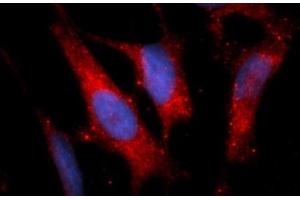 Immunofluorescence (IF) image for anti-Enoyl CoA Hydratase, Short Chain, 1, Mitochondrial (ECHS1) (AA 28-290) antibody (APC) (ABIN5567102)
