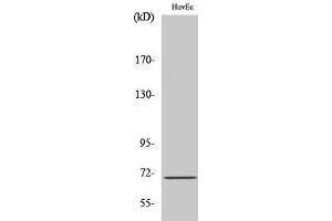 Western Blotting (WB) image for anti-KH Domain Containing, RNA Binding, Signal Transduction Associated 1 (KHDRBS1) (Internal Region) antibody (ABIN3186872) (KHDRBS1 antibody  (Internal Region))