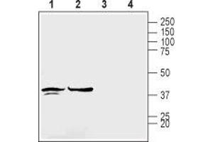 Western blot analysis of rat brain membranes (lanes 1 and 3) and mouse brain lysates (lanes 2 and 4): - 1,2. (GJC1 antibody  (Intracellular))