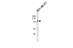 Western blot analysis of lysate from MDA-MB-453 cell line, using TRAF3IP3 Antibody (N-term) (ABIN1539444 and ABIN2848972). (TRAF3IP3 antibody  (N-Term))