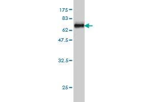 Western Blot detection against Immunogen (63. (WDR77 antibody  (AA 1-342))