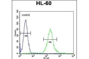SOS2 Antibody (N-term) (ABIN655707 and ABIN2845158) flow cytometric analysis of HL-60 cells (right histogram) compared to a negative control cell (left histogram). (SOS2 antibody  (N-Term))