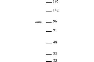 STAT3 antibody (pAb) tested by Western blot.