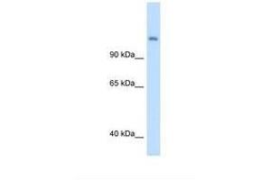 Image no. 2 for anti-Carbamoyl-Phosphate Synthase 1, Mitochondrial (CPS1) (AA 951-1000) antibody (ABIN320972) (CPS1 antibody  (AA 951-1000))