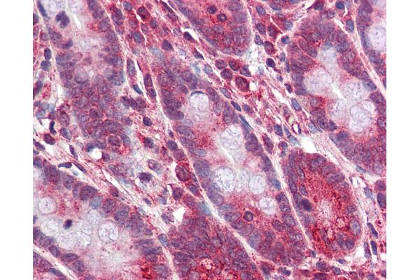 OCA2 antibody  (AA 468-517)