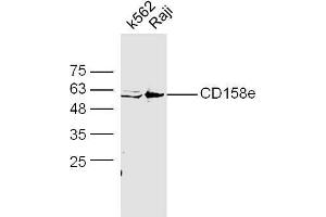 Raji cell lysates probed with Anti-CD158e Polyclonal Antibody, Unconjugated  at 1:5000 90min in 37˚C. (KIR3DL1 antibody  (AA 251-350))