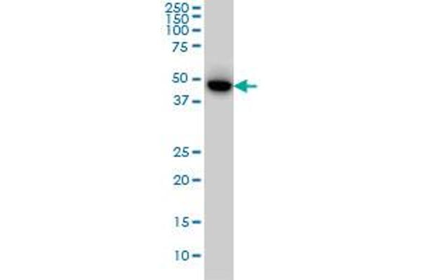 MEF2BNB antibody  (AA 1-109)