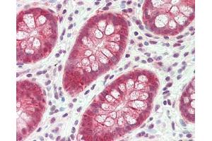 Human Small Intestine: Formalin-Fixed, Paraffin-Embedded (FFPE) (GPA33 antibody  (AA 264-293))