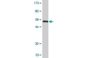 PGLS antibody  (AA 1-258)