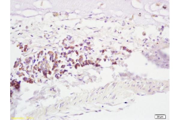 RNF43 antibody  (AA 41-140)
