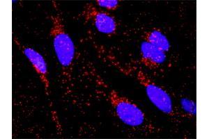 Proximity Ligation Analysis of protein-protein interactions between HNF4A and CTNNB1. (HNF4A antibody  (AA 1-464))