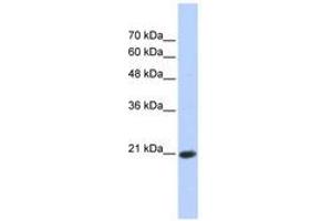 Image no. 1 for anti-Transcription Elongation Factor A (SII)-Like 8 (TCEAL8) (AA 35-84) antibody (ABIN6741079) (TCEAL8 antibody  (AA 35-84))
