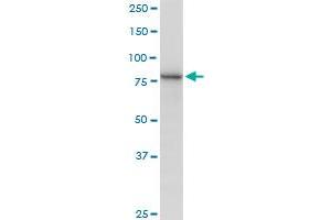 MUT MaxPab polyclonal antibody. (MUT antibody  (AA 1-750))