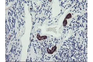 Image no. 4 for anti-TSC22 Domain Family, Member 1 (TSC22D1) antibody (ABIN1501540)