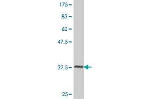 Western Blot detection against Immunogen (34. (USP51 antibody  (AA 261-337))