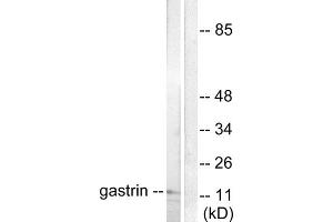 Western blot analysis of extracts from NIH/3T3 cells, using Gastrin antibody (ABIN5976408). (Gastrin antibody  (Internal Region))