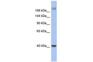 Image no. 1 for anti-Host Cell Factor C1 (VP16-Accessory Protein) (HCFC1) (C-Term) antibody (ABIN6742782)