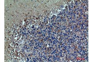 Immunohistochemistry (IHC) analysis of paraffin-embedded Human Brain, antibody was diluted at 1:100. (SELPLG antibody  (Internal Region))