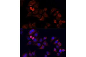 Immunofluorescence analysis of HeLa cells using EIF3J antibody.