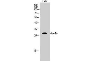 Western Blot (WB) analysis of HeLa cells using Hox-B9 Polyclonal Antibody. (HOXB9 antibody  (C-Term))