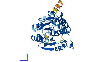 AlphaFold protein structure predicition of Mouse Recombinant Olah Protein, UniprotID Q8R197