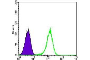 Flow cytometric analysis of K562 cells using NR3C1 mouse mAb (green) and negative control (purple). (Glucocorticoid Receptor antibody)