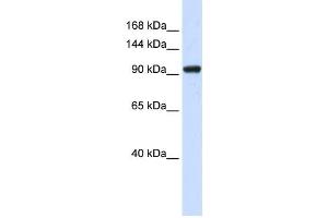 Western Blotting (WB) image for anti-SCAN Domain Containing 3 (SCAND3) antibody (ABIN2459139) (SCAND3 antibody)
