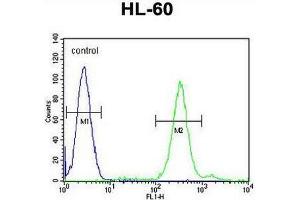 CNIH2 Antibody (N-term) flow cytometric analysis of HL-60 cells (right histogram) compared to a negative control cell (left histogram). (CNIH2 antibody  (N-Term))