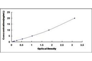 Elastase 3B ELISA Kit