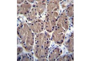 Immunohistochemistry (Paraffin-embedded Sections) (IHC (p)) image for anti-Polymerase (RNA) I Polypeptide B, 128kDa (POLR1B) (AA 88-117), (N-Term) antibody (ABIN954237)