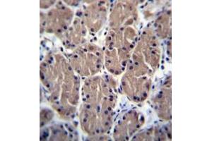 Formalin fixed and paraffin embedded human stomach tissue reacted with POLR1B Antibody (N-term) followed by peroxidase conjugation of the secondary antibody and DAB staining. (POLR1B antibody  (N-Term))