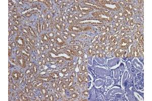 IHC testing of FFPE human kidney tissue with GAPDH loading control antibody at 5ug/ml (inset without primary Ab). (GAPDH antibody)