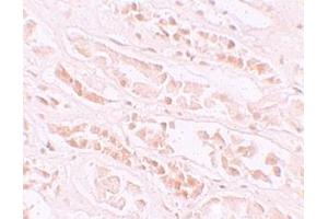 Immunohistochemistry (IHC) image for anti-EF-Hand Calcium Binding Domain 4B (EFCAB4B) (C-Term) antibody (ABIN1030378) (EFCAB4B antibody  (C-Term))