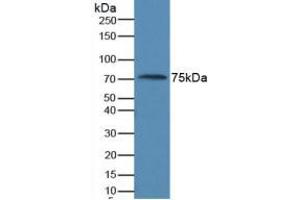 Western Blotting (WB) image for anti-Anti-Mullerian Hormone (AMH) (AA 453-560) antibody (ABIN3053615)
