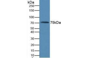 Western blot analysis of Human Serum. (AMH antibody  (AA 453-560))