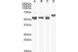 (ABIN185160) staining (0. (KPNA4 antibody  (C-Term))