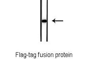 Western blot analysis of  Flag-tag fusion protein, using Flag-Tag Antibody. (DYKDDDDK Tag antibody)
