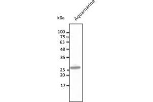 Western Blotting (WB) image for anti-Aquamarine Fluorescent Protein antibody (ABIN7273084) (Aquamarine Fluorescent Protein antibody)
