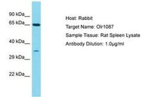 Image no. 1 for anti-Olfactory Receptor 1I1 (OR1I1) (C-Term) antibody (ABIN6750427)