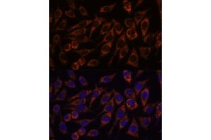 Immunofluorescence analysis of L929 cells using PYCR2 antibody (ABIN7269766) at dilution of 1:100.