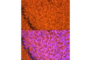 Immunofluorescence analysis of mouse brain using NgR3 Rabbit mAb (ABIN7269932) at dilution of 1:50 (40x lens). (RTN4RL1 antibody)